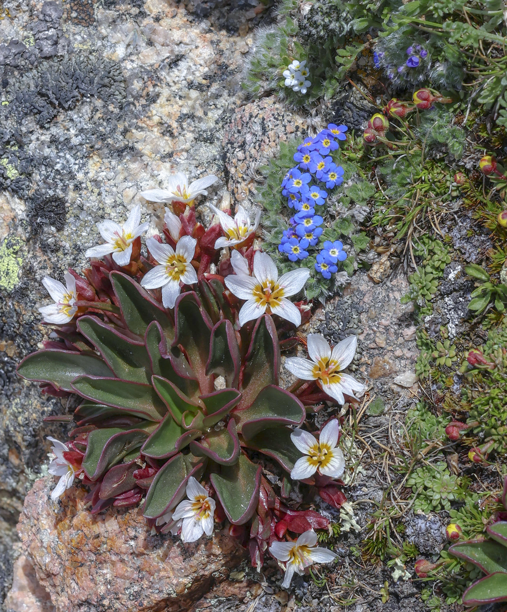 Alpine Springbeauty