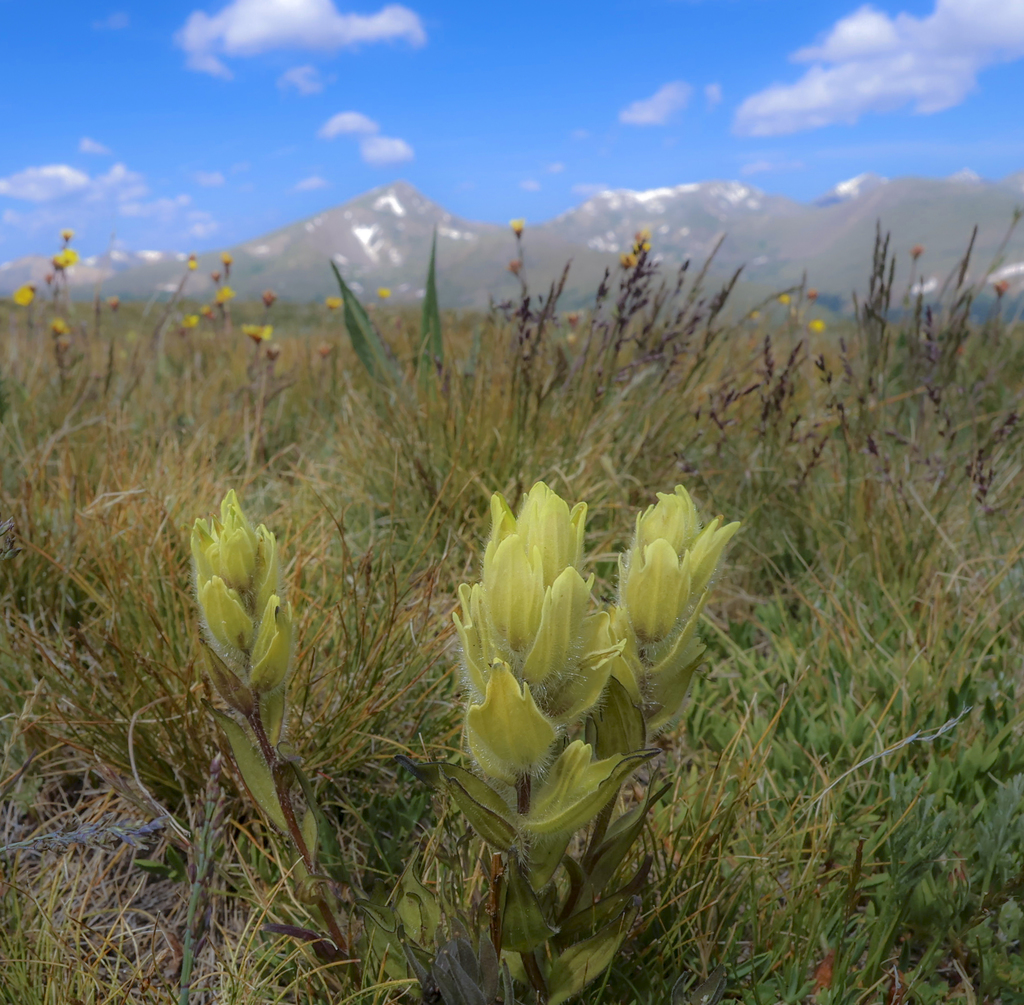 Western Yellow Indian Paintbrush