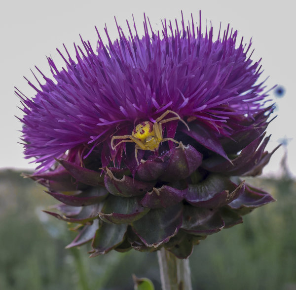 Wildflowers at Coyote Ridge