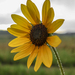 Common Sunflower