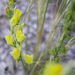 Toadflax