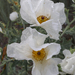 Prickly Poppy