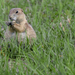 Munching Grass