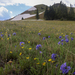 Montgomery Pass