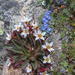 Alpine Springbeauty