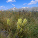 Western Yellow Indian Paintbrush