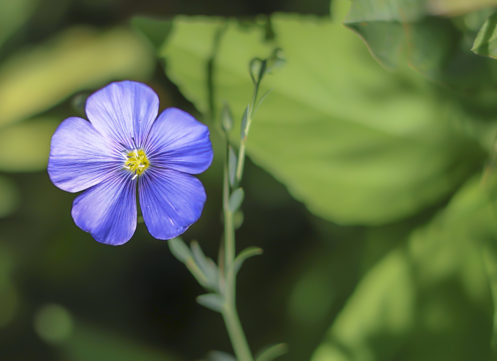 Blue Flax