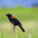 Red-Winged Blackbird