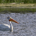 Pelican on the Lake