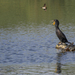 Double-Crested Cormorant