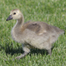 Baby Gosling