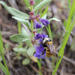 Bee in a Skullcap