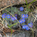 Alpine Forget-Me-Not