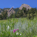 Wild Flowers