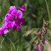 Sweet Pea Wildflower