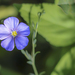 Blue Flax