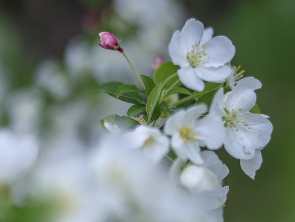 Macro Shot