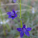 Blue Larkspur