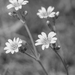 Common Mouse Ear FLower