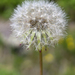 Perfect Dandelion