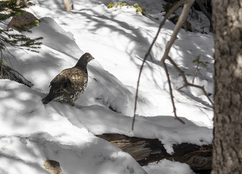 Wild Ptarmigan
