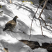 Wild Ptarmigan