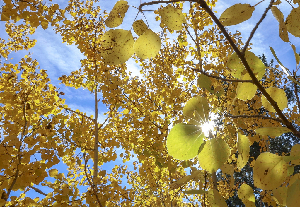 Golden Leaves