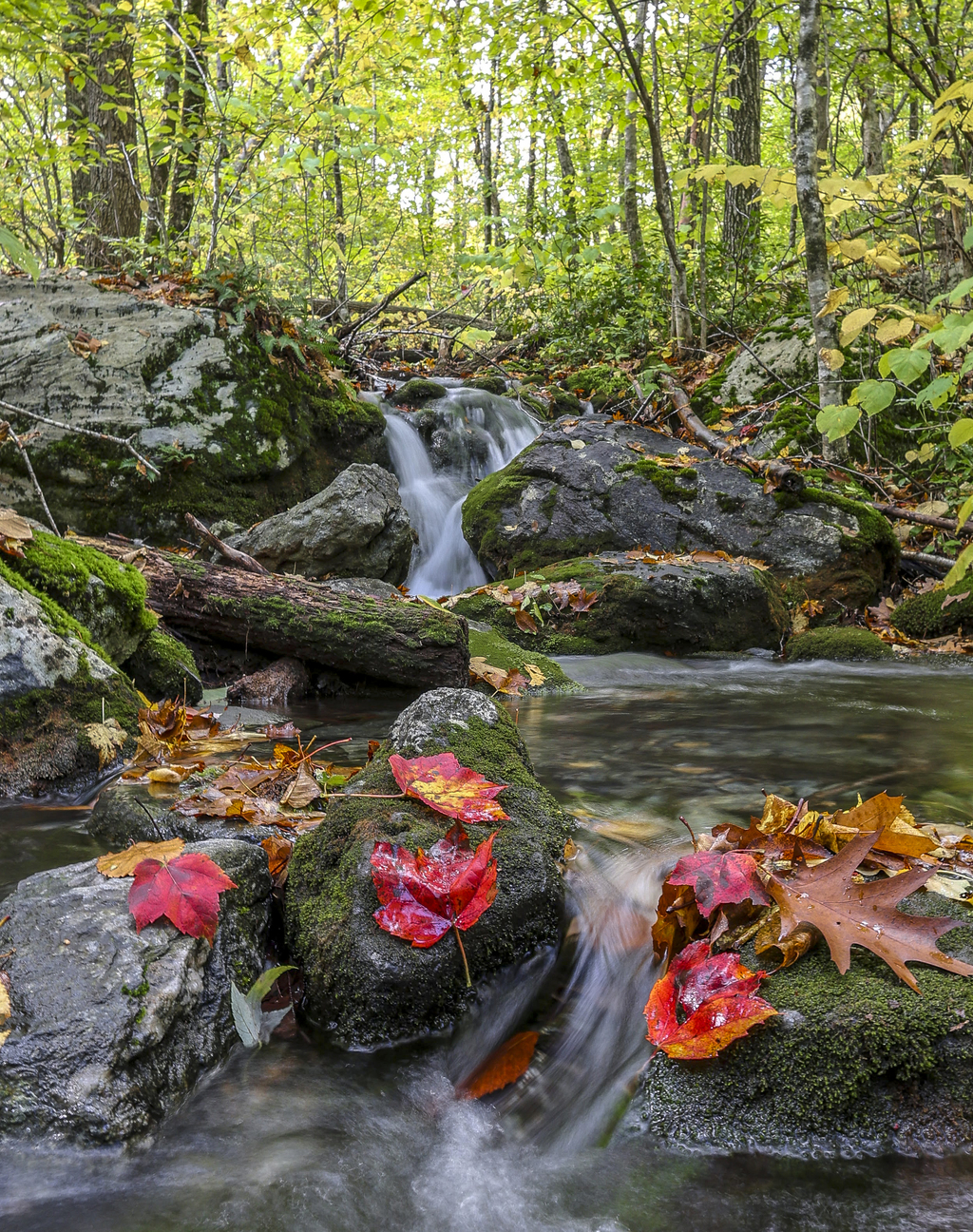 Fall in the River