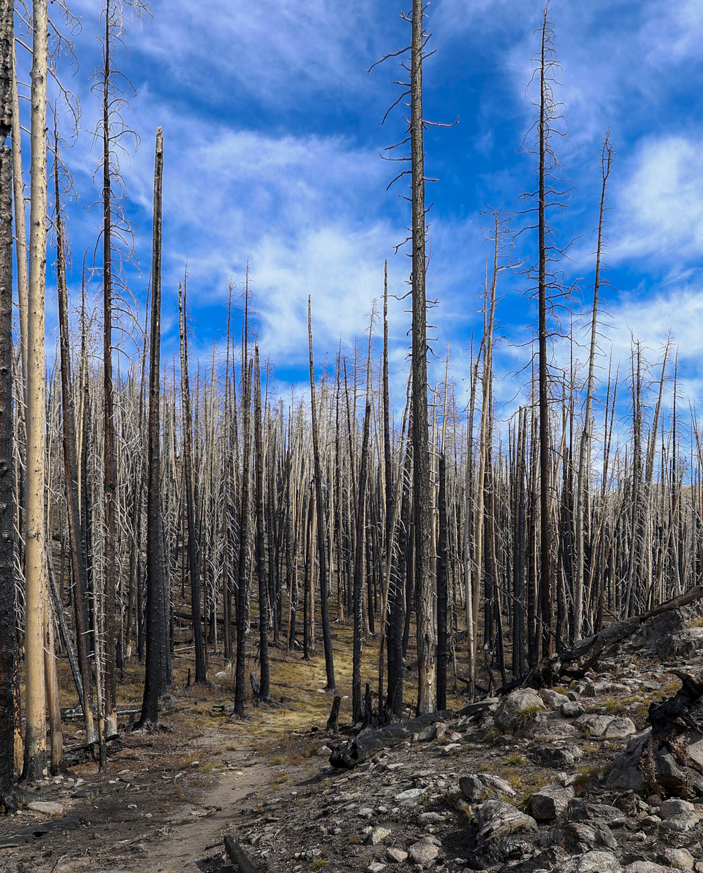 A Hike Through the Burn