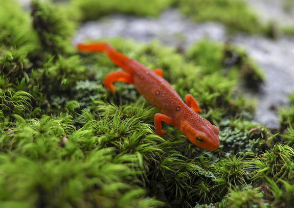 Tiny Salamander