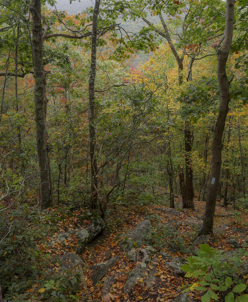 Mostly Green