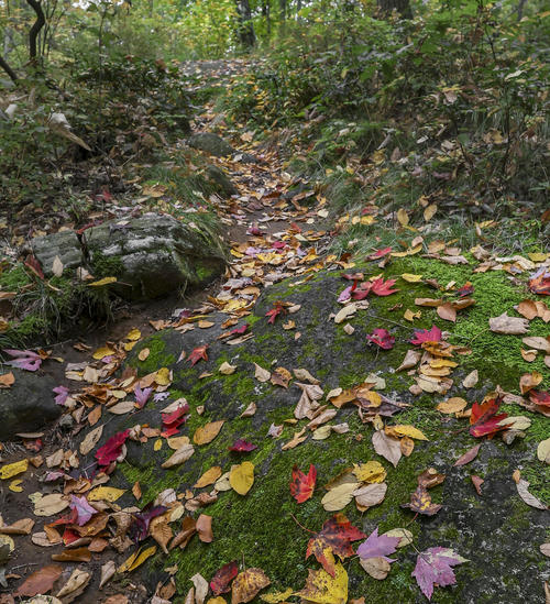 Moss and Leaves