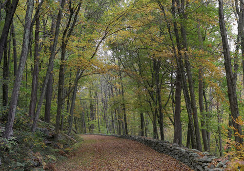 Old Forest Road