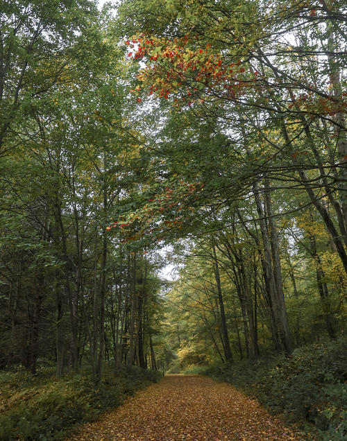 Red in the Trees