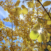Golden Leaves