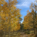 Aspens Along the Path