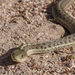 Snake on the Trail