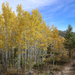 Tall Aspens