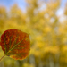 Fall Colors in Colorado