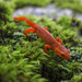Tiny Salamander