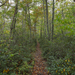 Leaves on the Trail