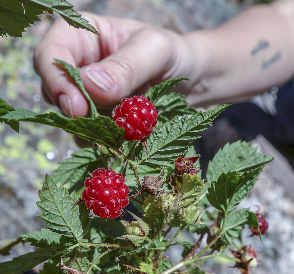 Foraging in the Mountains