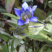 Mountain Gentian