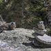 Sunbathing Marmot