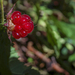 Wild Raspberry