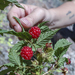 Foraging in the Mountains