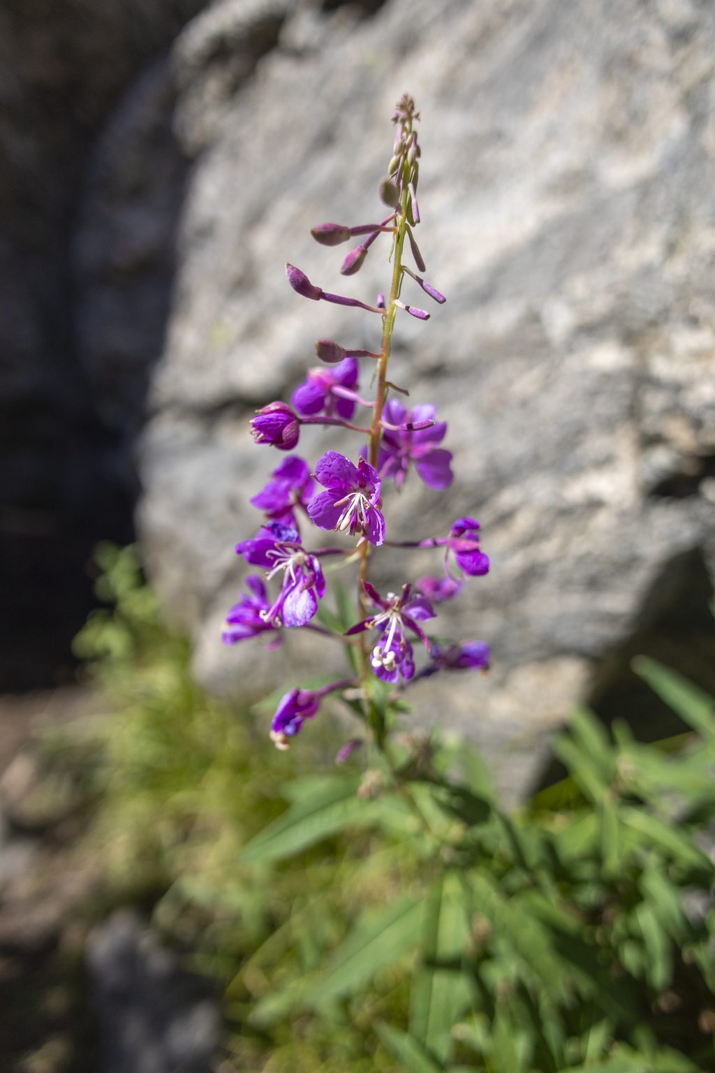 Fireweed