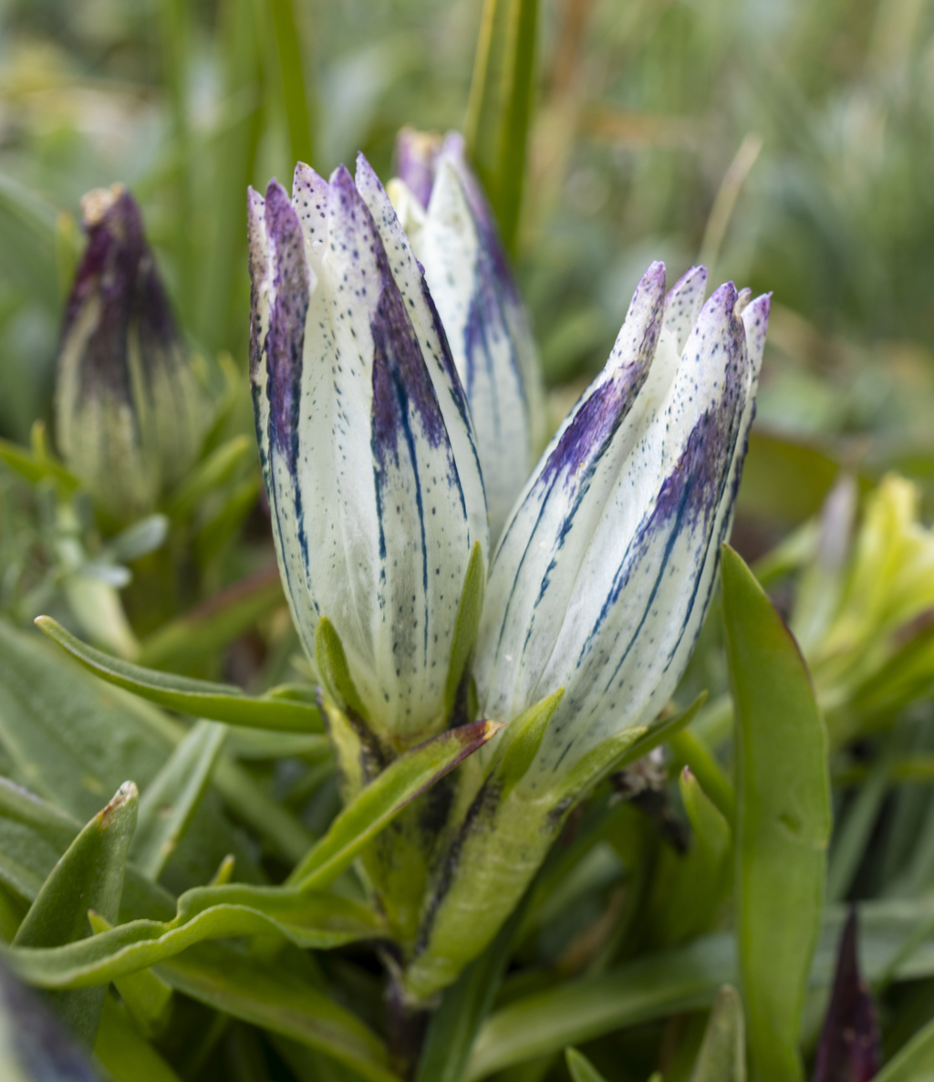 Alpine Gentian