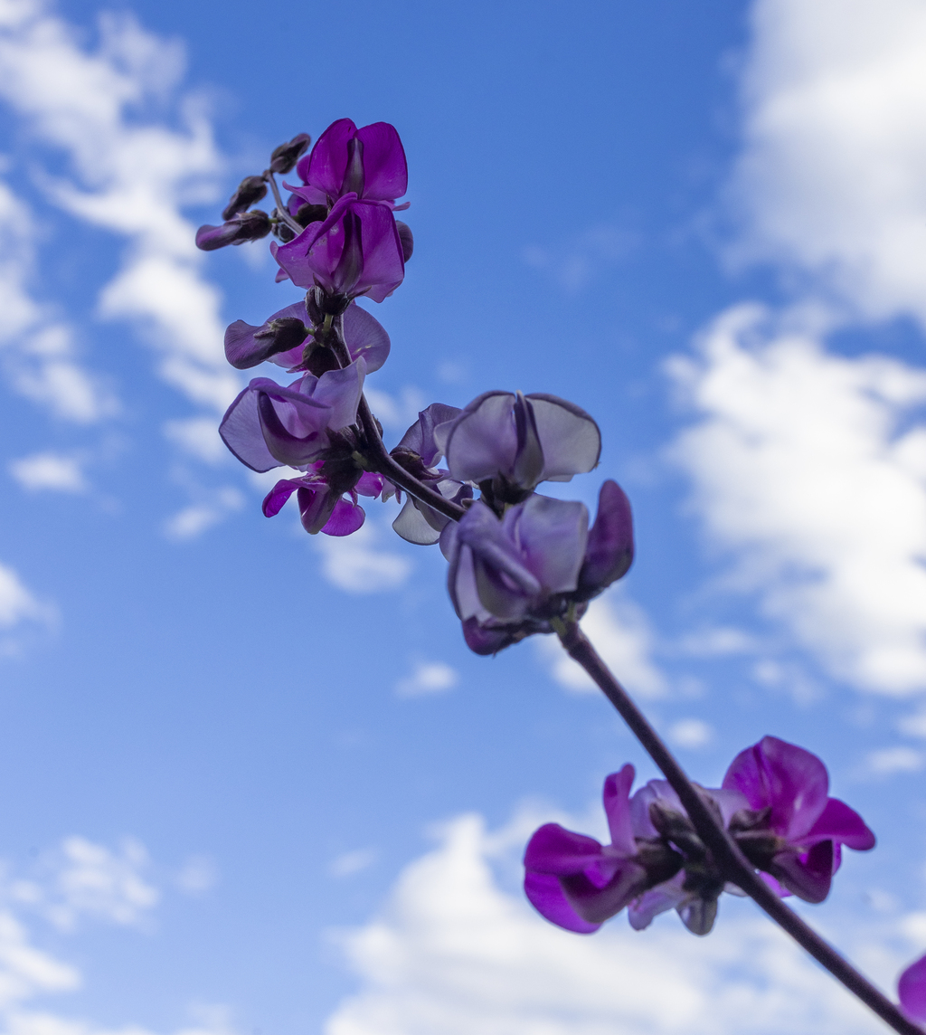 Hyacinth Bean vines