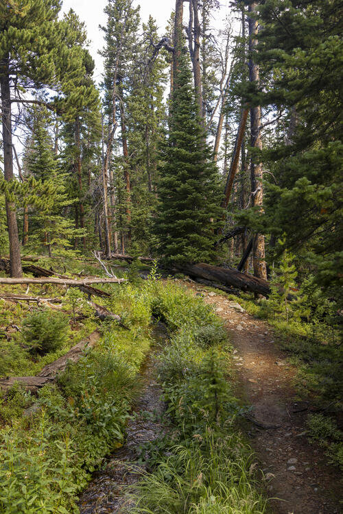 The Trail and the Stream